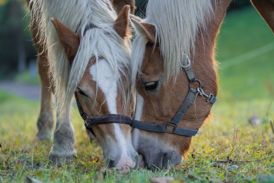hoof care for barefoot horses