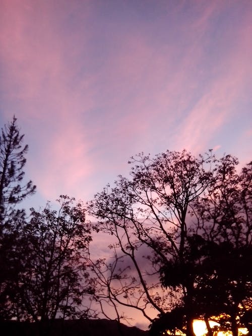 Free stock photo of blue sky, pink clouds, pink sky Stock Photo