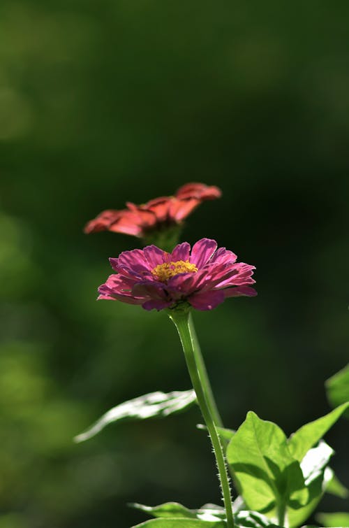 オレンジ色の花びらの花の近くの紫色の花びらの花のクローズアップ写真