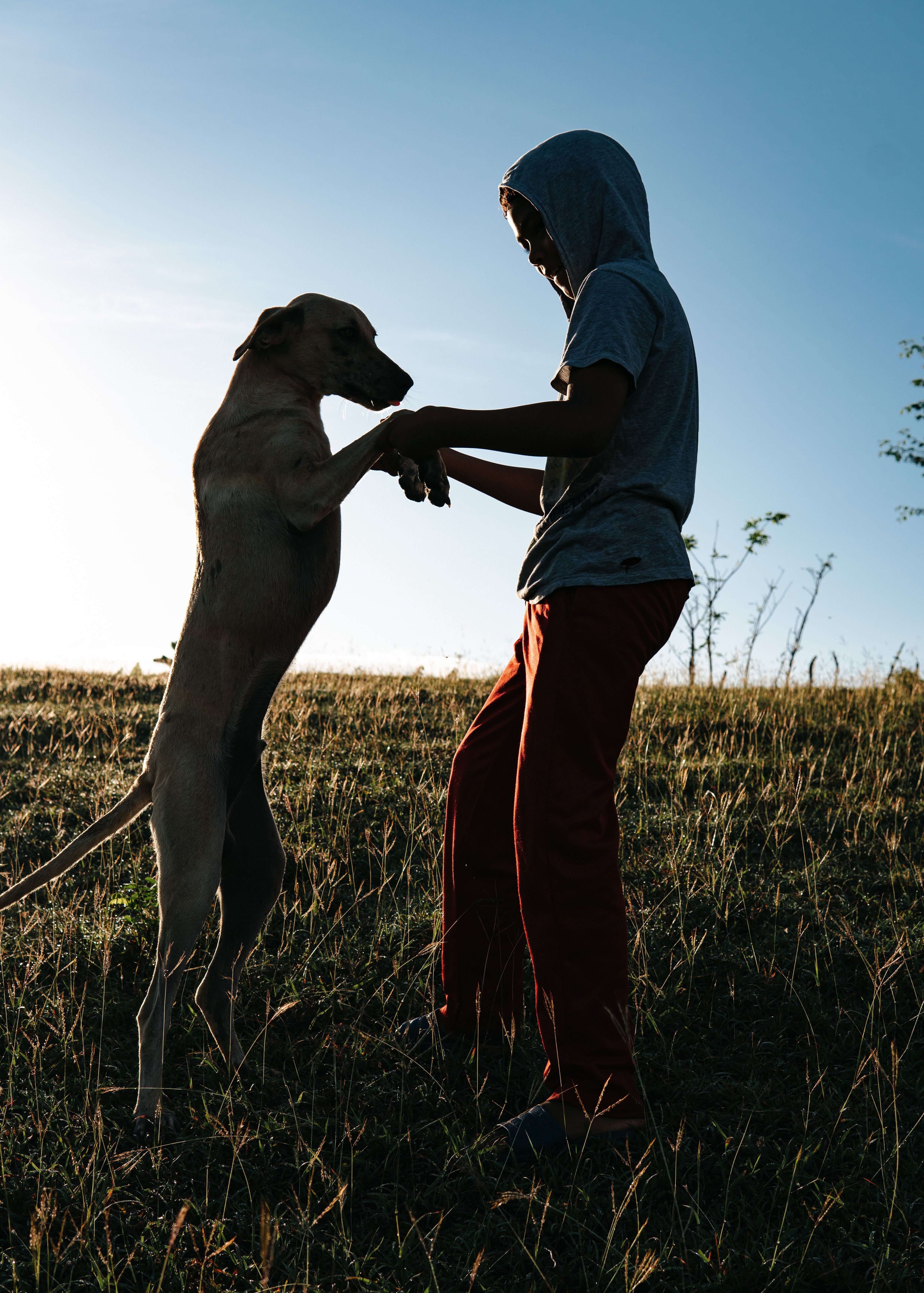 Boy plays with dog in a grassy field during sunset, creating a heartwarming silhouette.