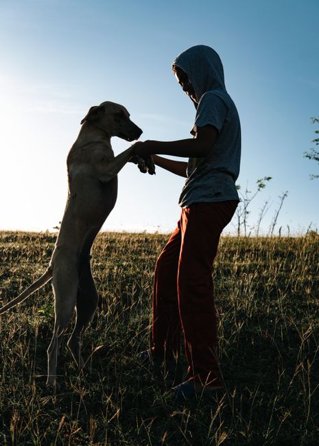 Boy plays with dog in a grassy field during sunset, creating a heartwarming silhouette.