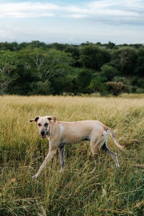 Kostnadsfri bild av fält, gräs, hund