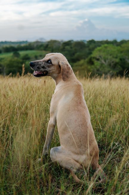 A calm dog sits in a lush green field, enjoying a serene countryside view.