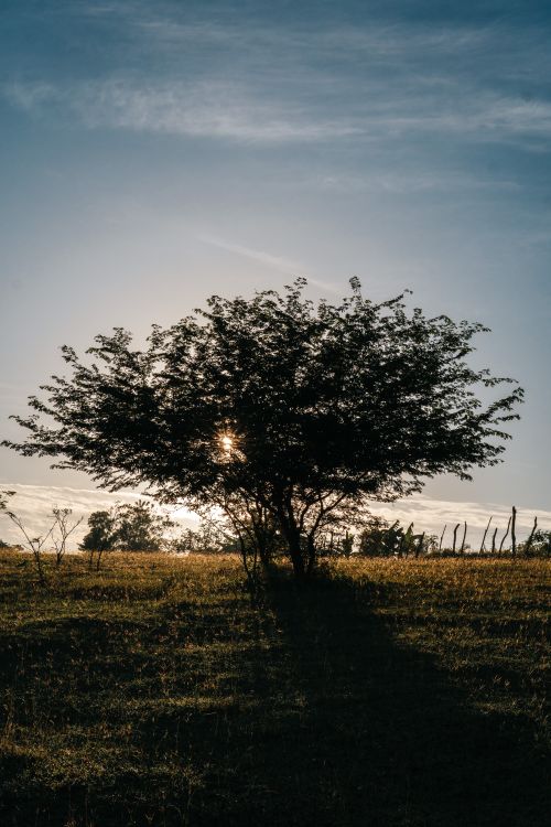 Free A solitary tree stands silhouetted against a serene sunset in a grassy field. Stock Photo