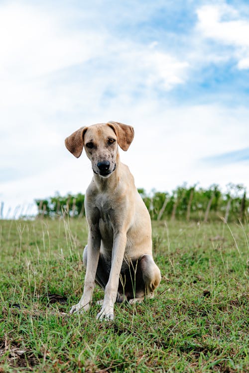 Kostnadsfri bild av djurfotografi, gräs, hund