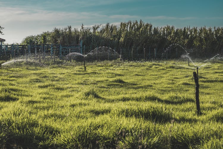 Green Grass Field With Sprinkler Irrigation 