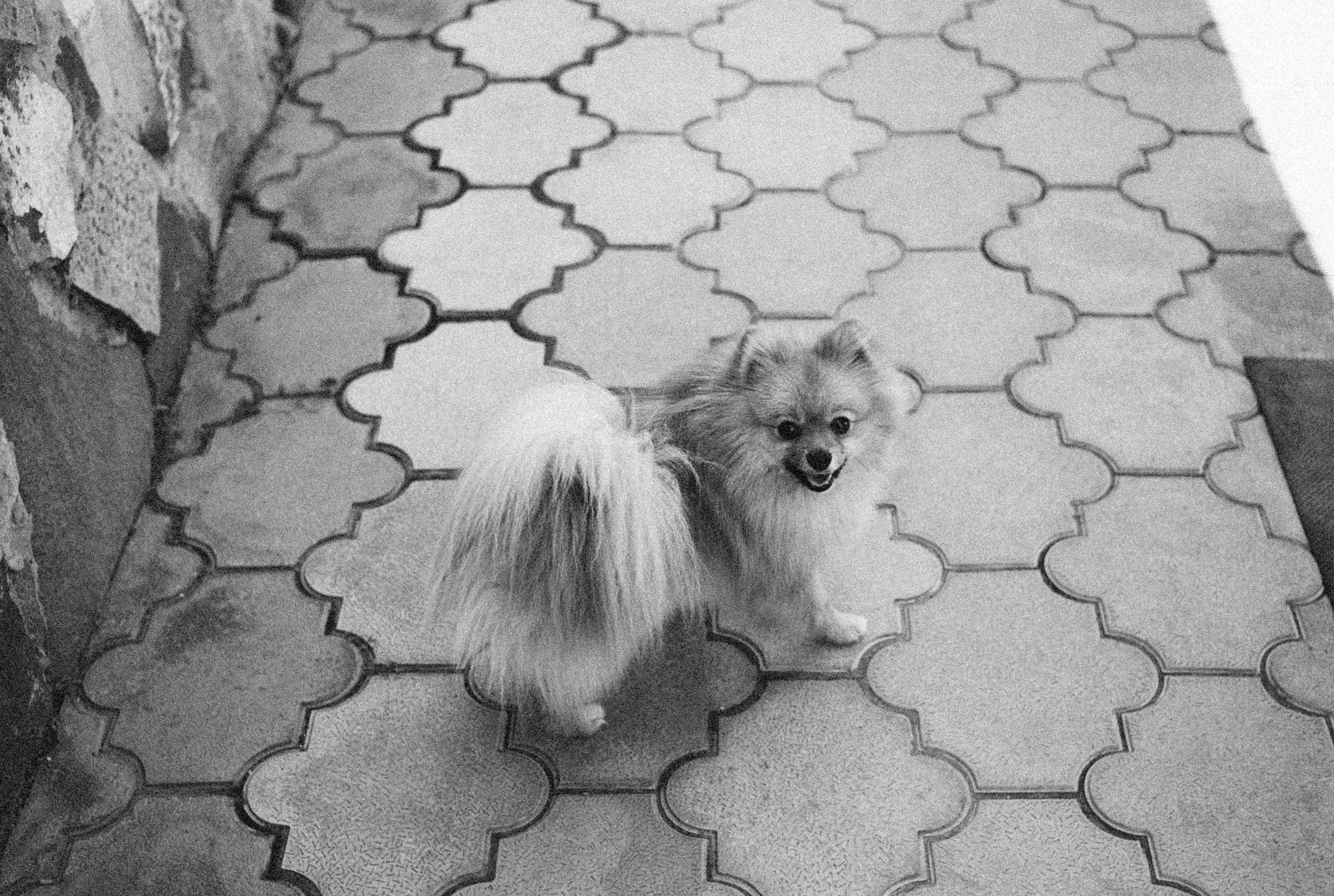 Portrait of a dog at a veterinary clinic