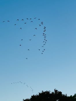 A serene image of a flock of birds soaring in the clear blue sky above silhouetted trees.