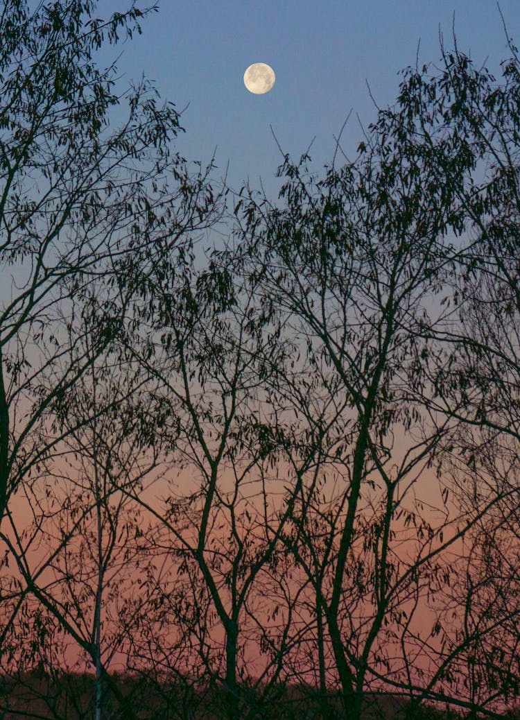 Moon Behind Trees