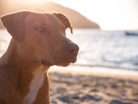 Close-Up Photograph of a Brown Dog's Head