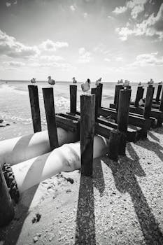 Black and white photo of seagulls on wooden piers by the sea, capturing serene coastal life.