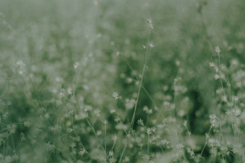 Free Green Grass Field in Close-Up Photography Stock Photo