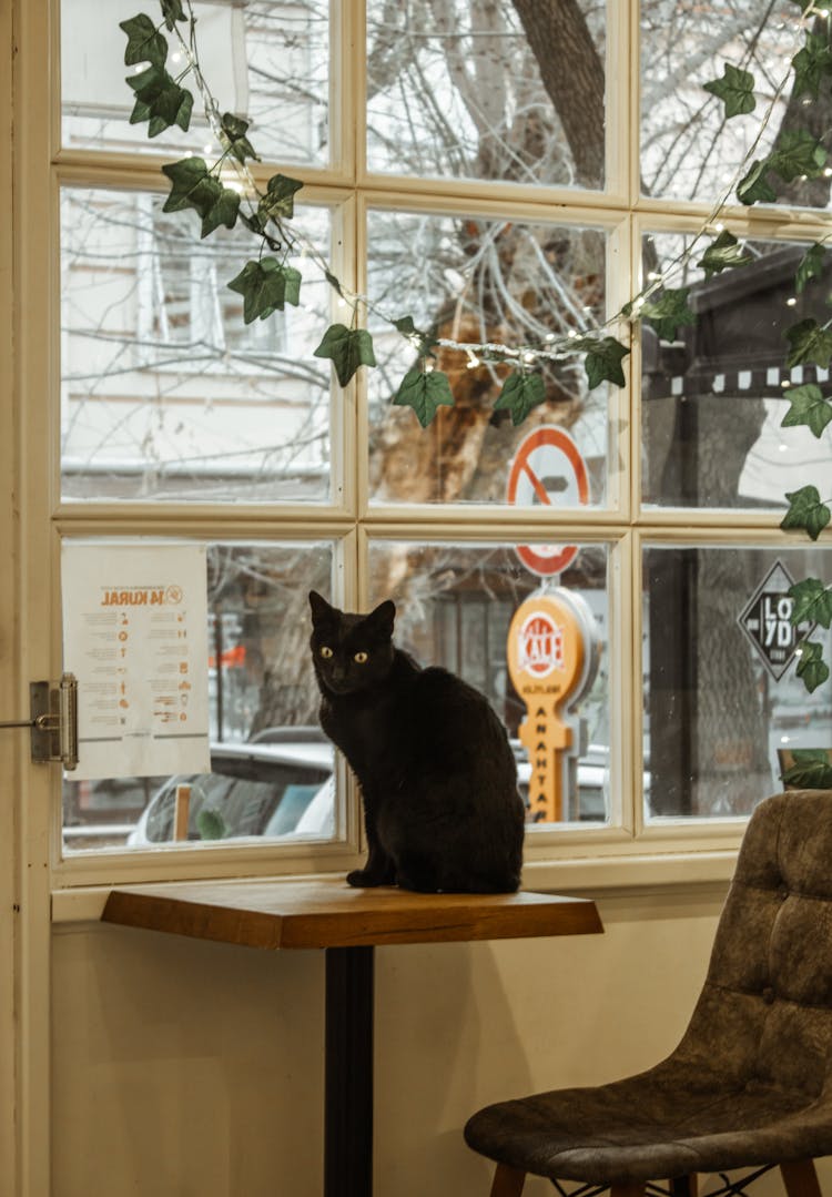 Black Cat On Sitting On The Table 