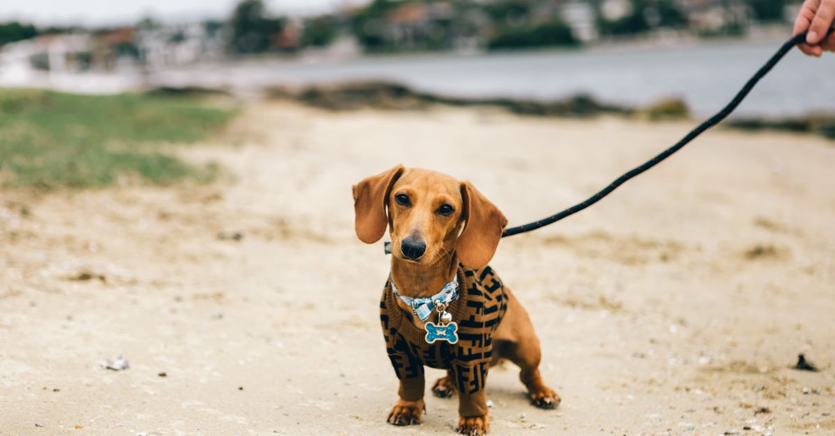 Close up of Sausage Dog on Leash Close up of Sausage Dog on Leash / Military Style Dog Collars