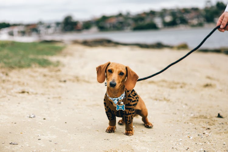 Close Up Of Sausage Dog On Leash