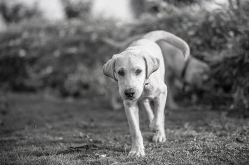 Δωρεάν στοκ φωτογραφιών με labrador-retriever, ασπρόμαυρο, ζώο