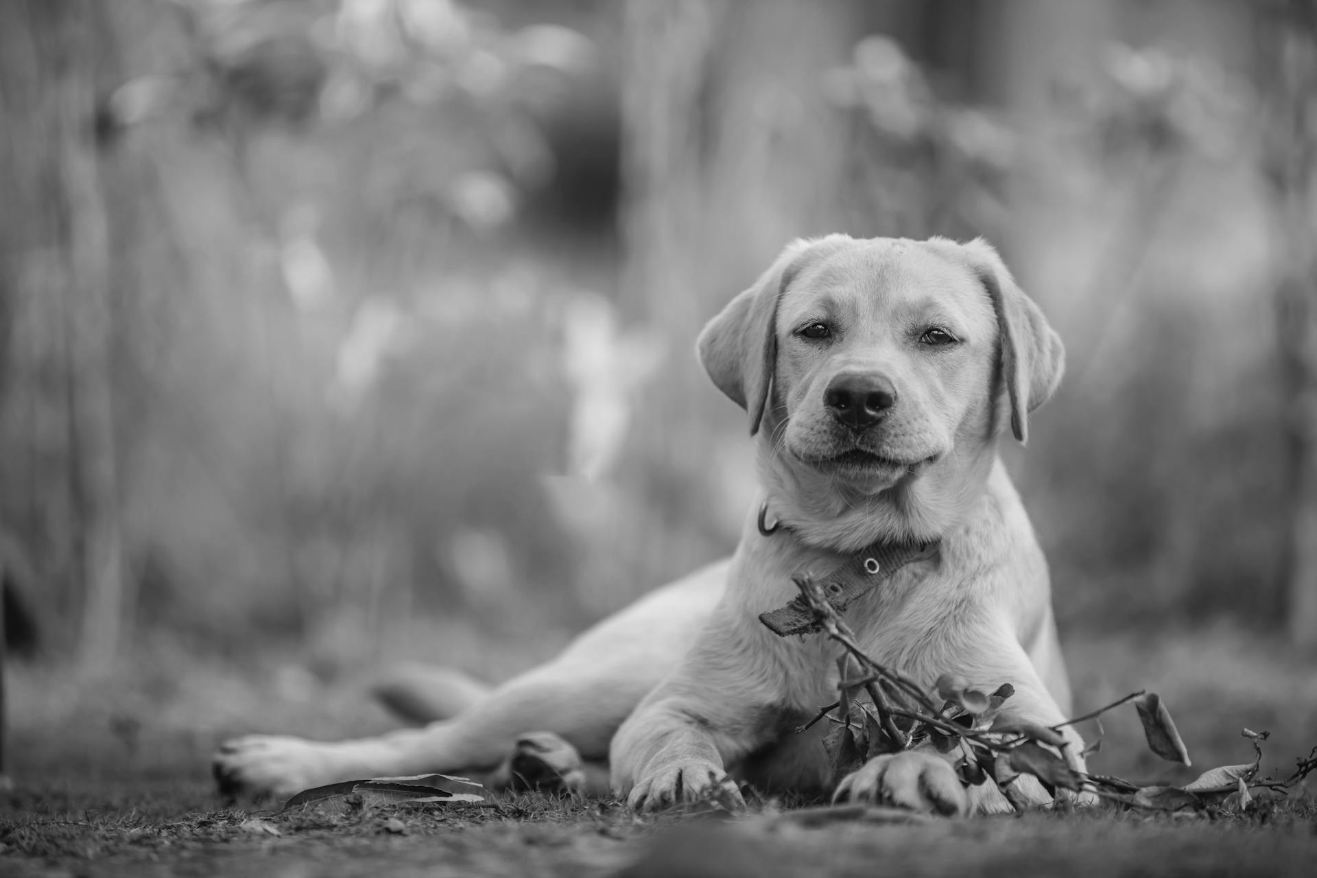 Une photo monochrome d'un chiot labrador retriever