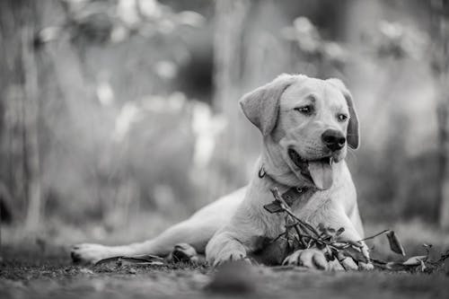 Foto stok gratis anjing, fokus selektif, grayscale