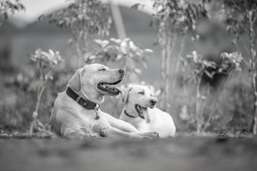 Free Grayscale Photo of Dogs Lying on Ground Stock Photo