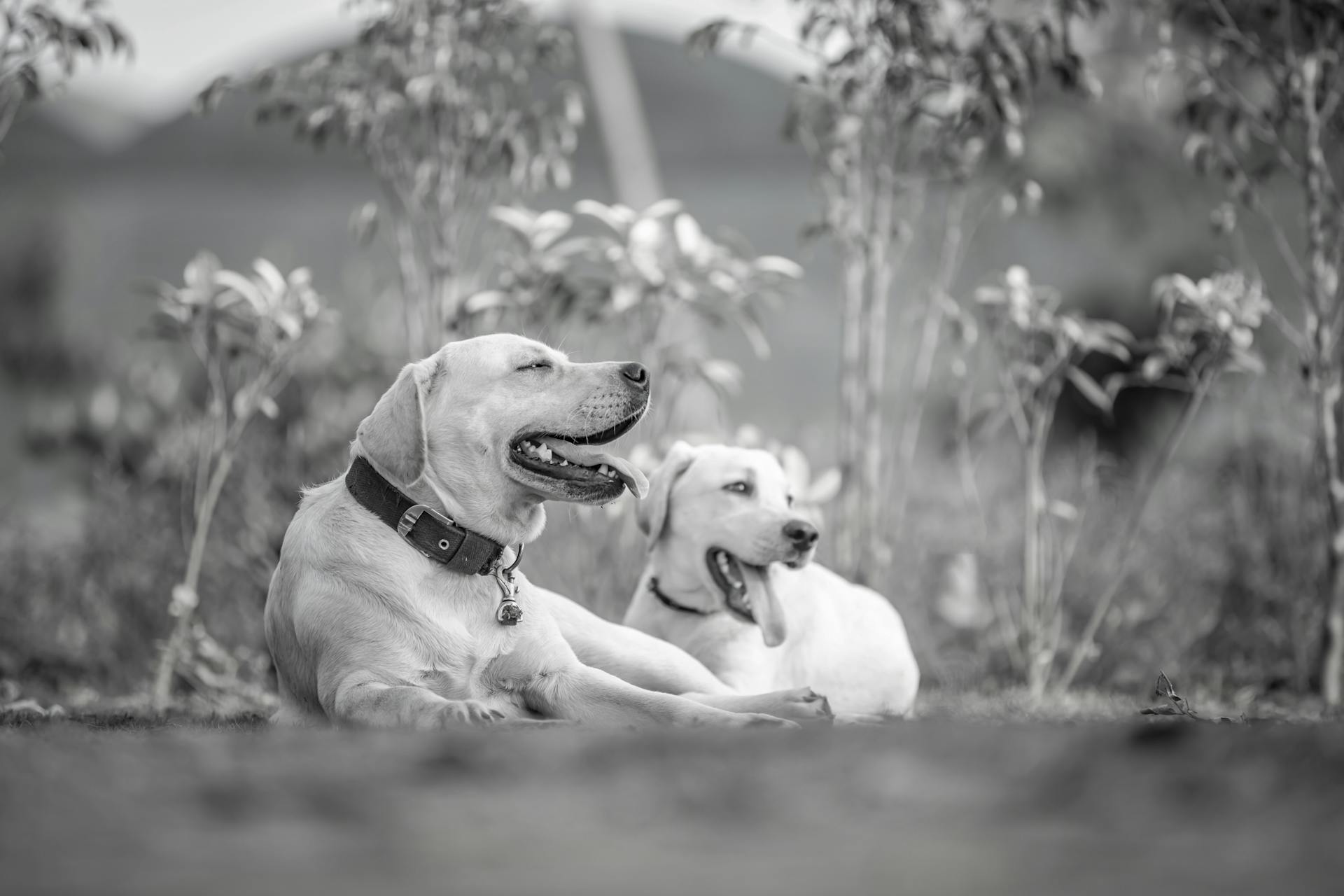 Grayscale Photo of Dogs Lying on Ground