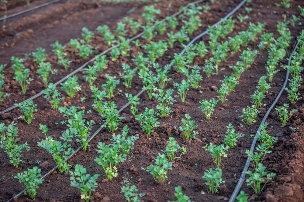 Young crop rows with drip irrigation lines — photo by Anil Sharma on Pexels