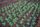 drip irrigation