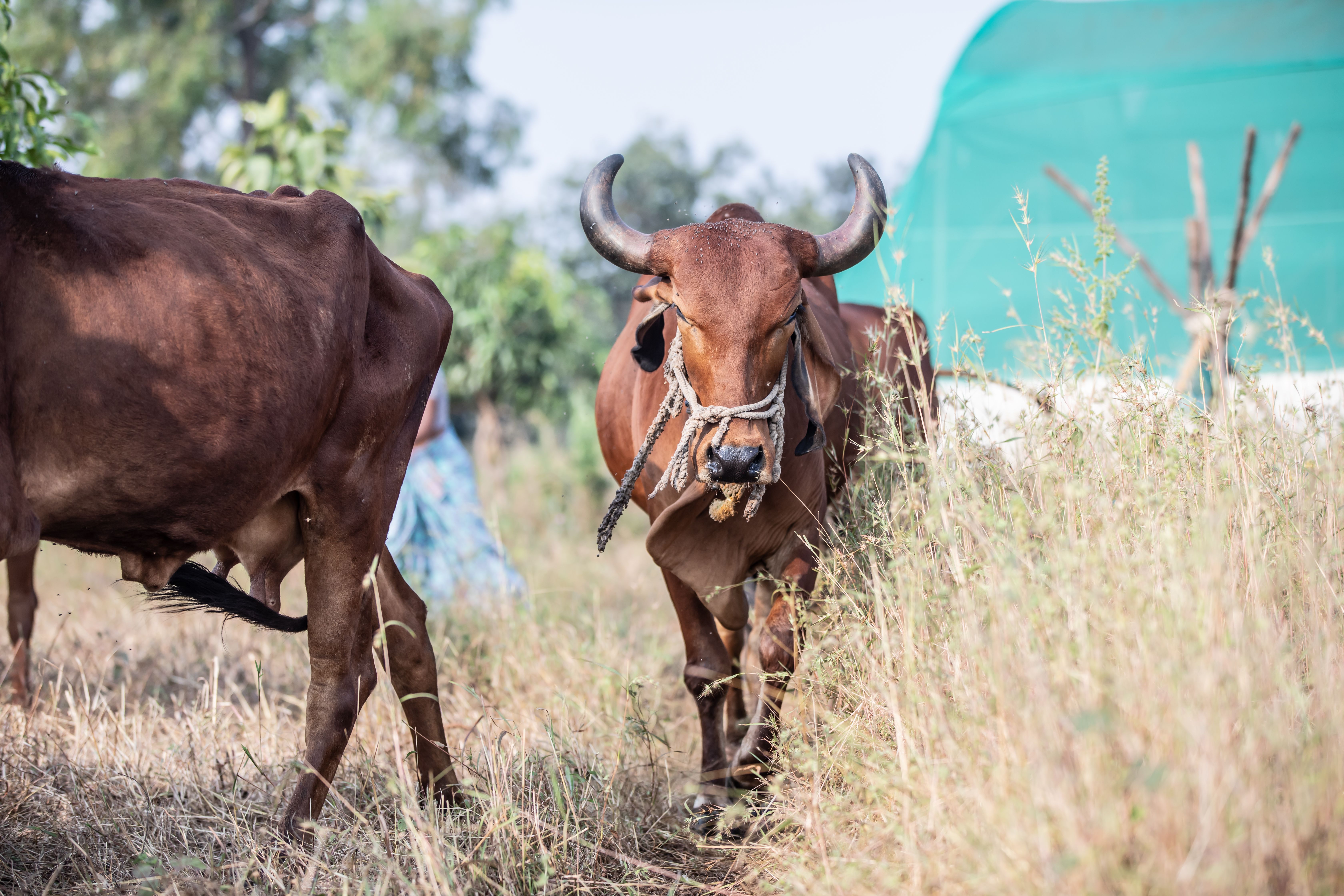 Brown Cow on Brown Grass Field · Free Stock Photo