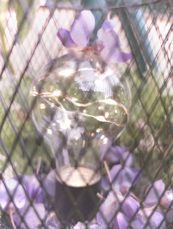 Ampoule transparente et fleurs violettes vues à travers un grillage