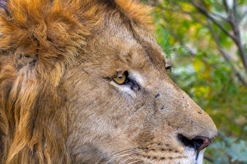 Close-Up Photograph of a Lion's Head