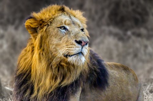 Gratis arkivbilde med løve, safari, skjønnhet