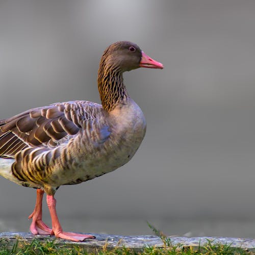 Selective Focus Photo of a Brown Greylag Goose