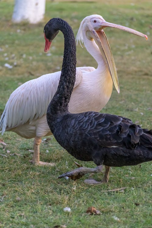 Ingyenes stockfotó állatfotók, állatok, fű témában