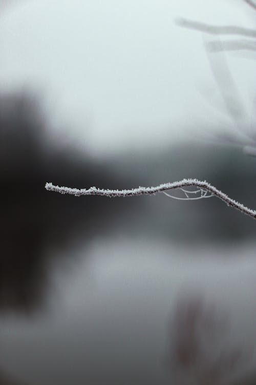 Close-Up Shot of Snow Covered Branch