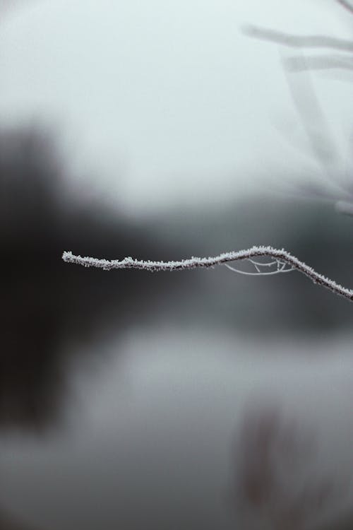 Foto d'estoc gratuïta de branca, cobert de neu, fons borrós