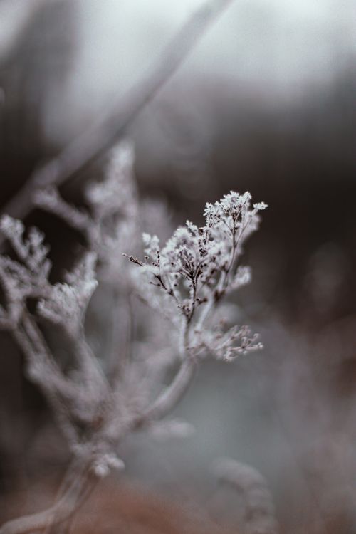 Free Delicate frosted plant branches captured in winter with a soft, blurred background. Stock Photo