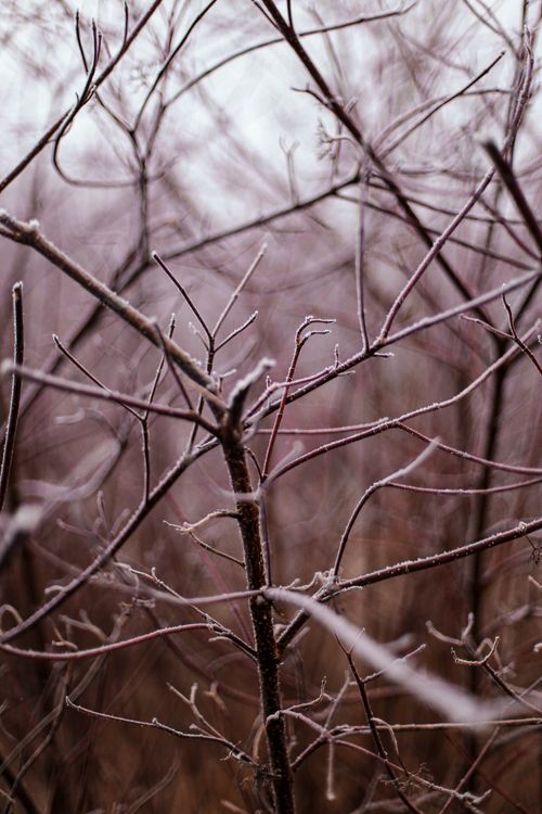 Free Close-up of frosty, leafless tree branches capturing winter's serene essence. Stock Photo