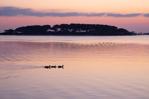 Silhouette of Ducks Floating on the Ocean During Golden Hour 