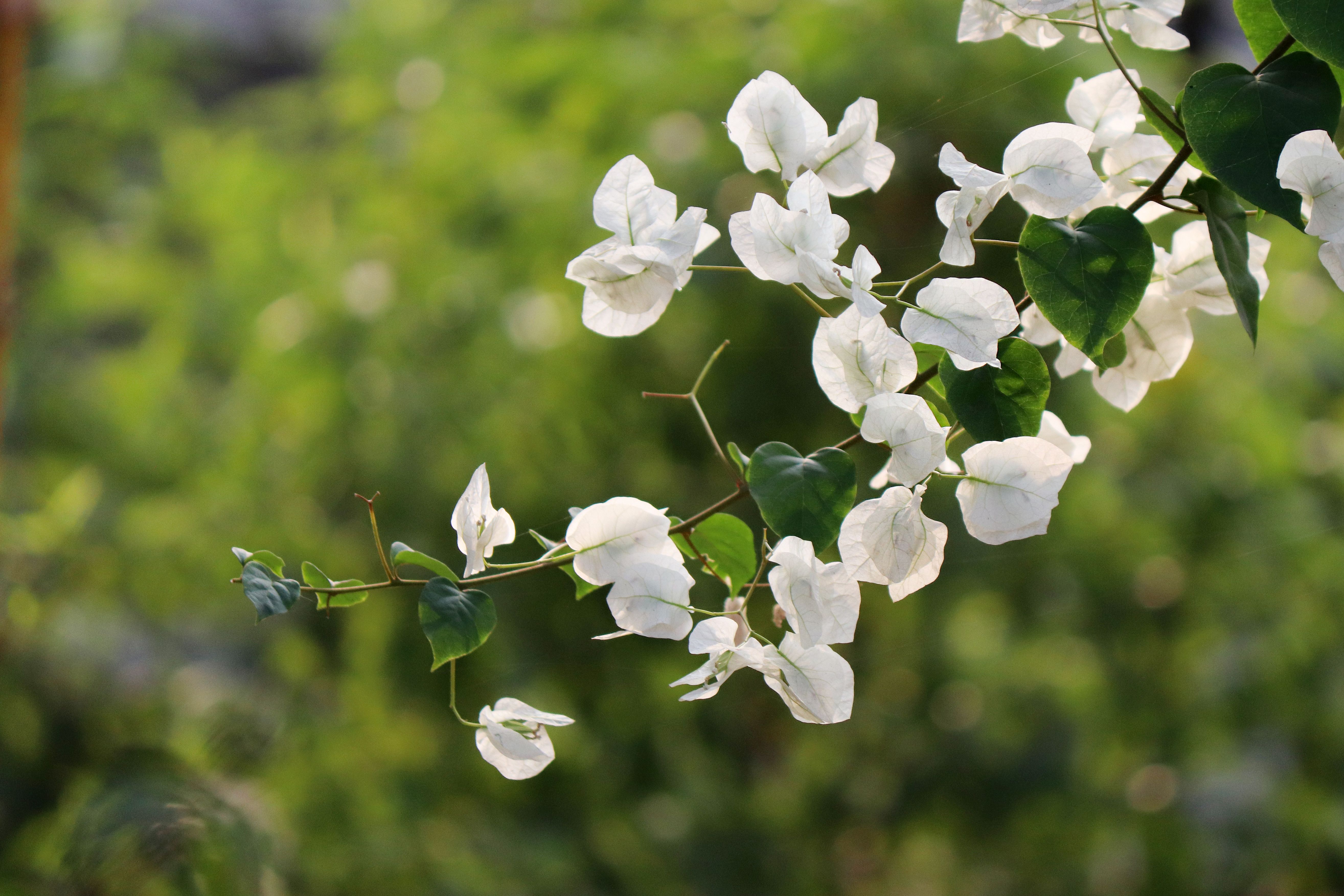 Close-Up Shot of White Flowers in Bloom · Free Stock Photo
