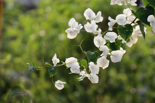 Free An artistic close-up of blooming white bougainvillea flowers against a lush green backdrop. Stock Photo