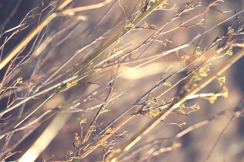 Free Brown Grass in Close Up Photography Stock Photo