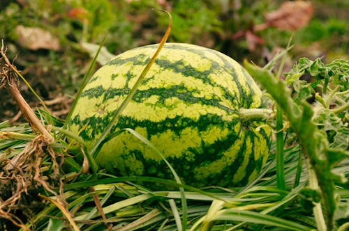Close-Up Shot of a Watermelon