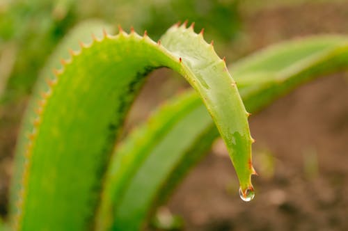 Water Droplet on Green Leaf