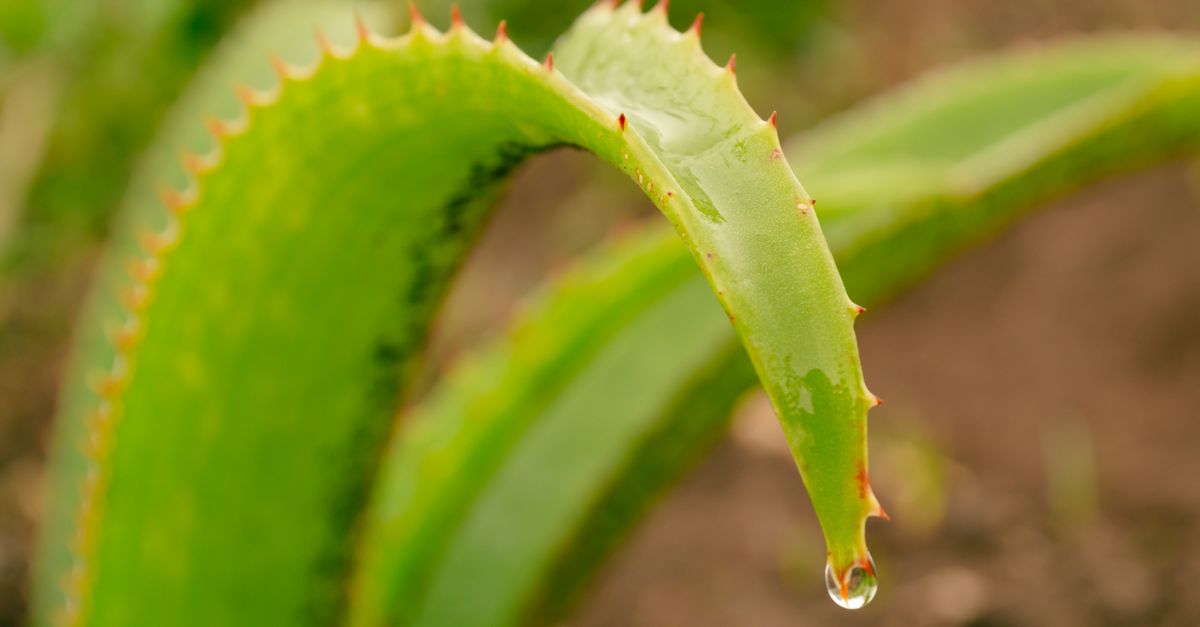 Close-up of an Aloe Vera leaf with a water droplet, capturing nature's beauty in Tanzania. - Evidence evidence guide for aloe vera skin hydration healthy adults randomized trial