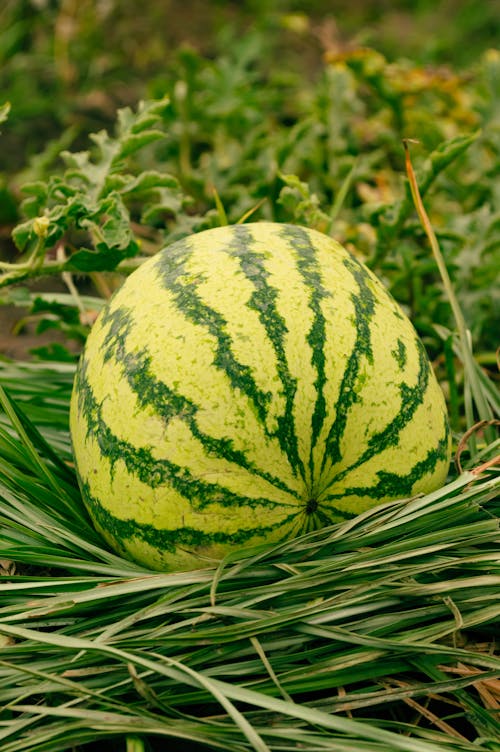 Close-Up Shot of a Watermelon