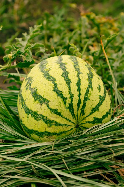 Foto profissional grátis de fechar-se, fruta, melancia