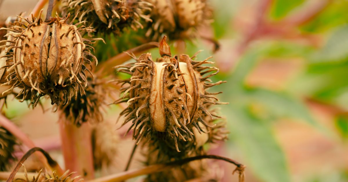 Datura : Dangers et Effets sur la Santé