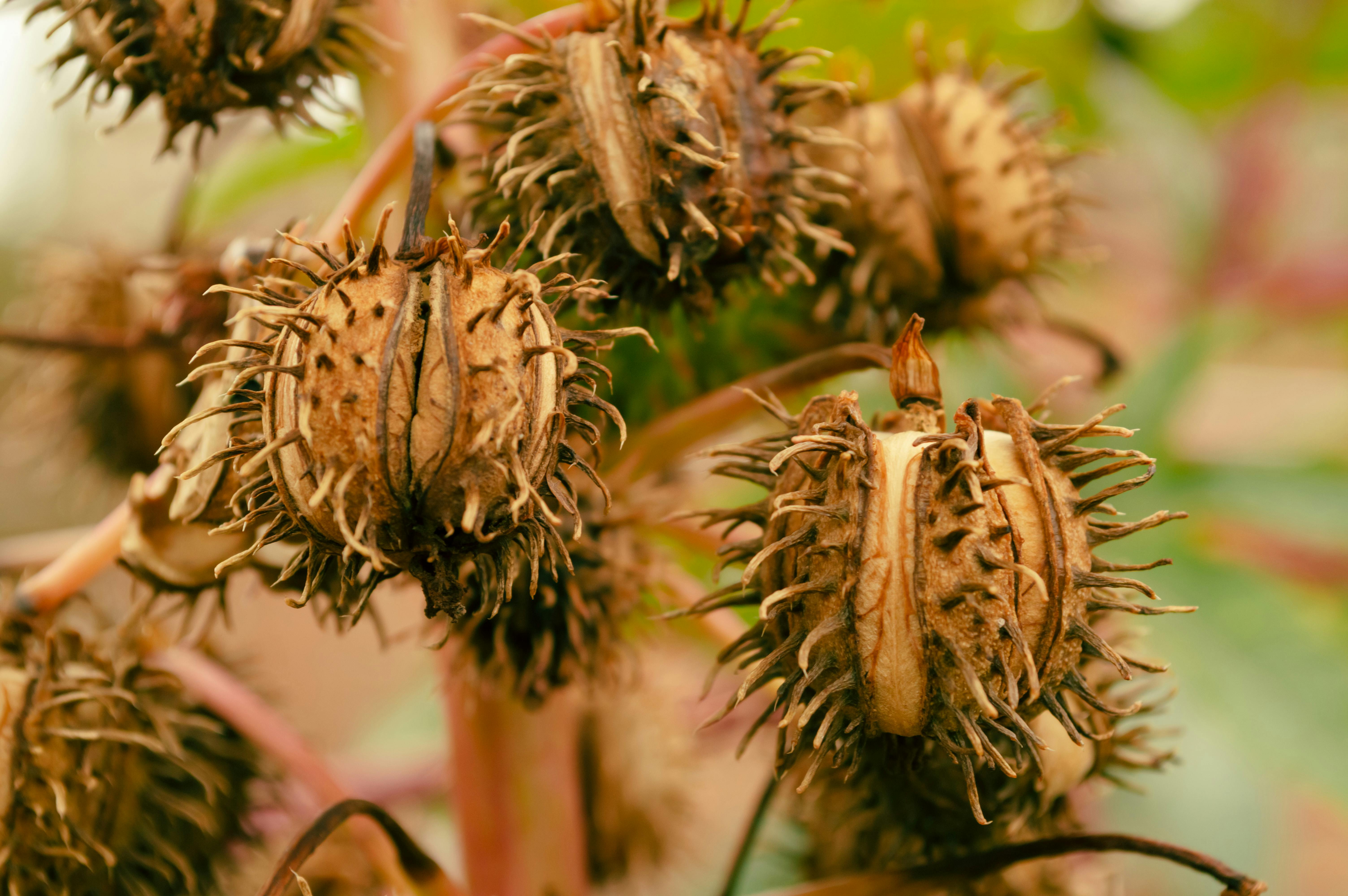 Detailed close-up of spiky dry castor bean pods with sharp focus highlighting textures.