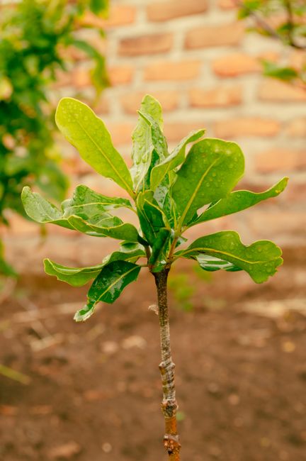 Fotomural Un primer plano de una planta joven creciendo en un jardín tanzano, mostrando hojas verdes frescas.