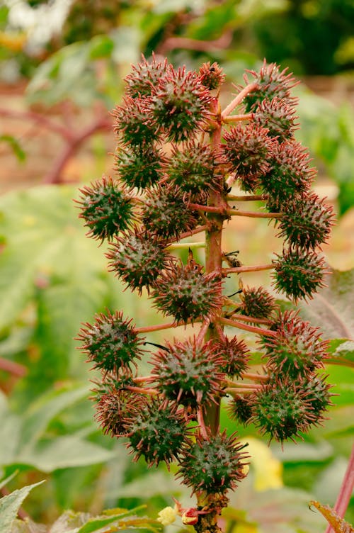 Gratis stockfoto met detailopname, fabriek, natuur