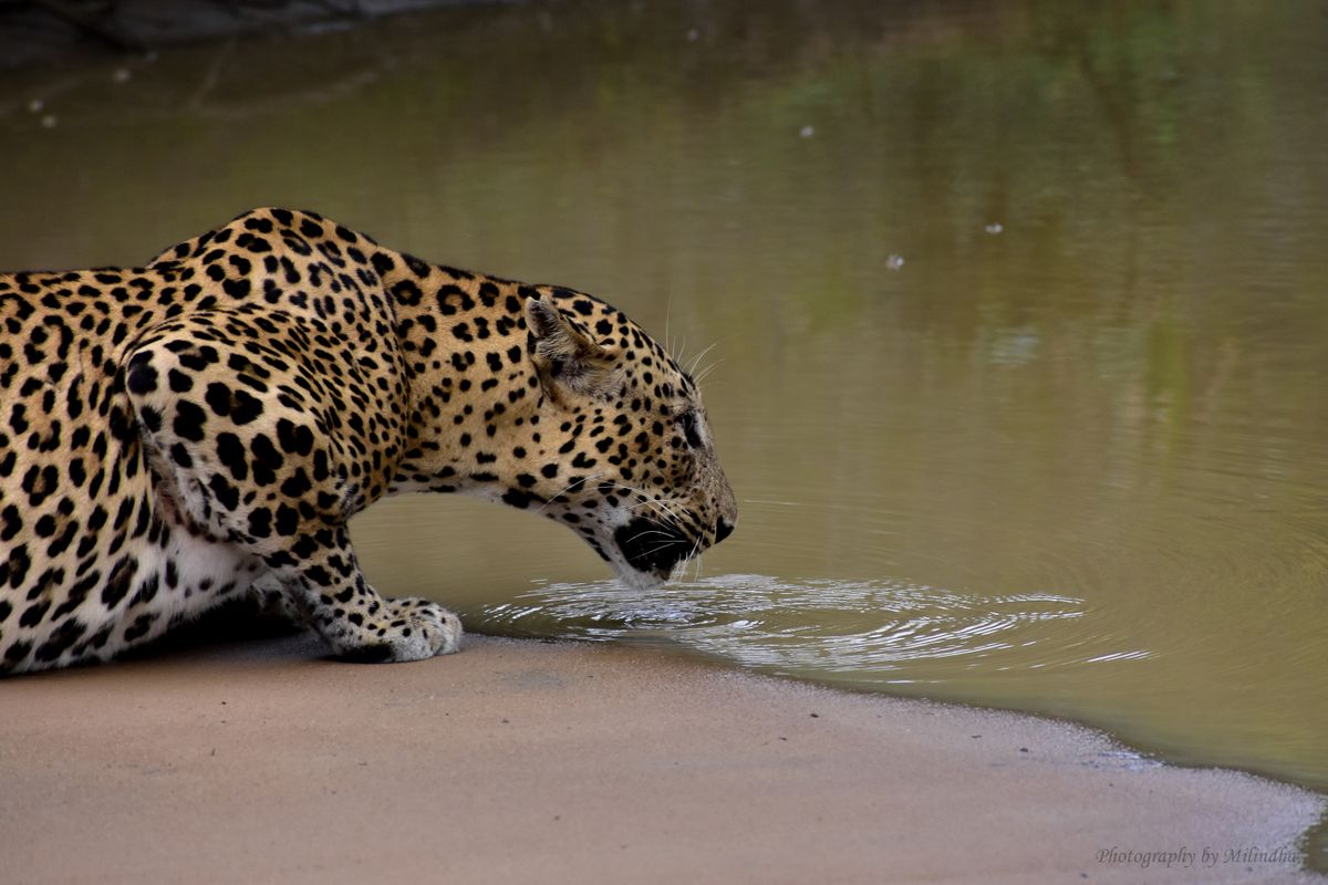 Leopard